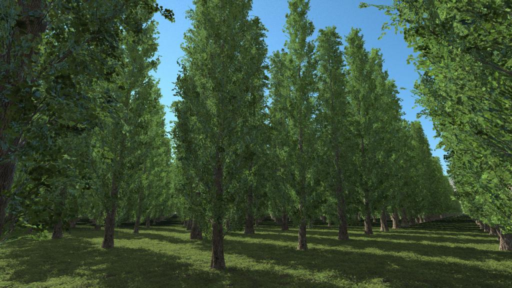 Poplar Trees