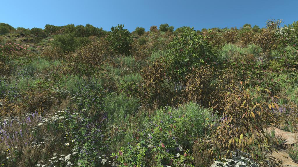 Bay Laurel Dry Bushes