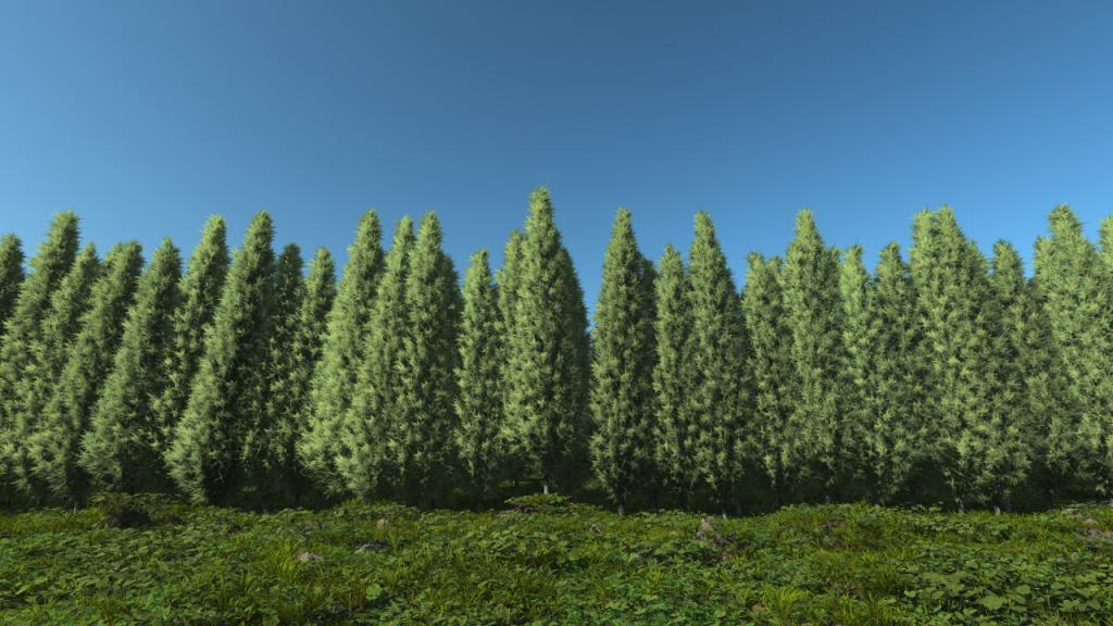 Thuja Hedge 1
