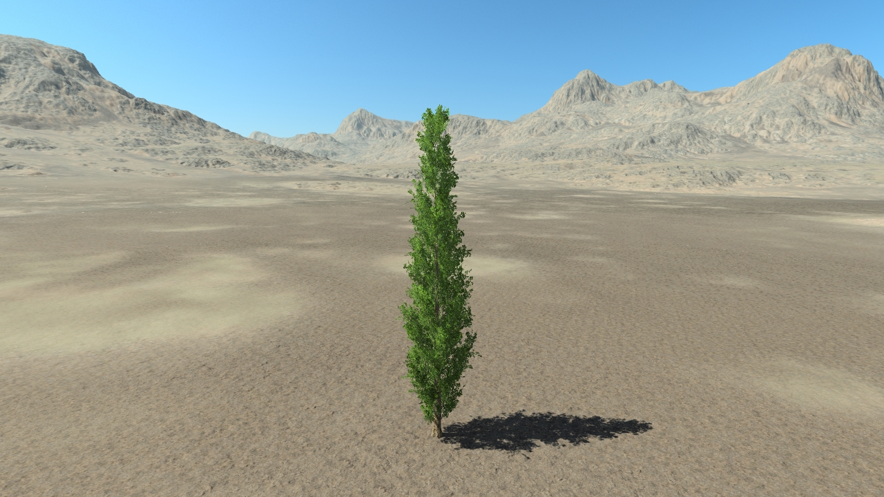 Summer poplar trees_3