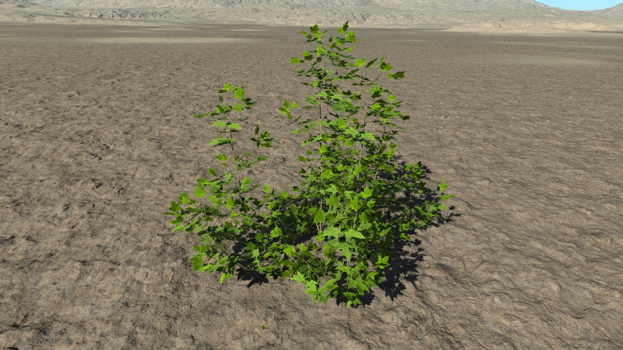 Summer maple bushes_0