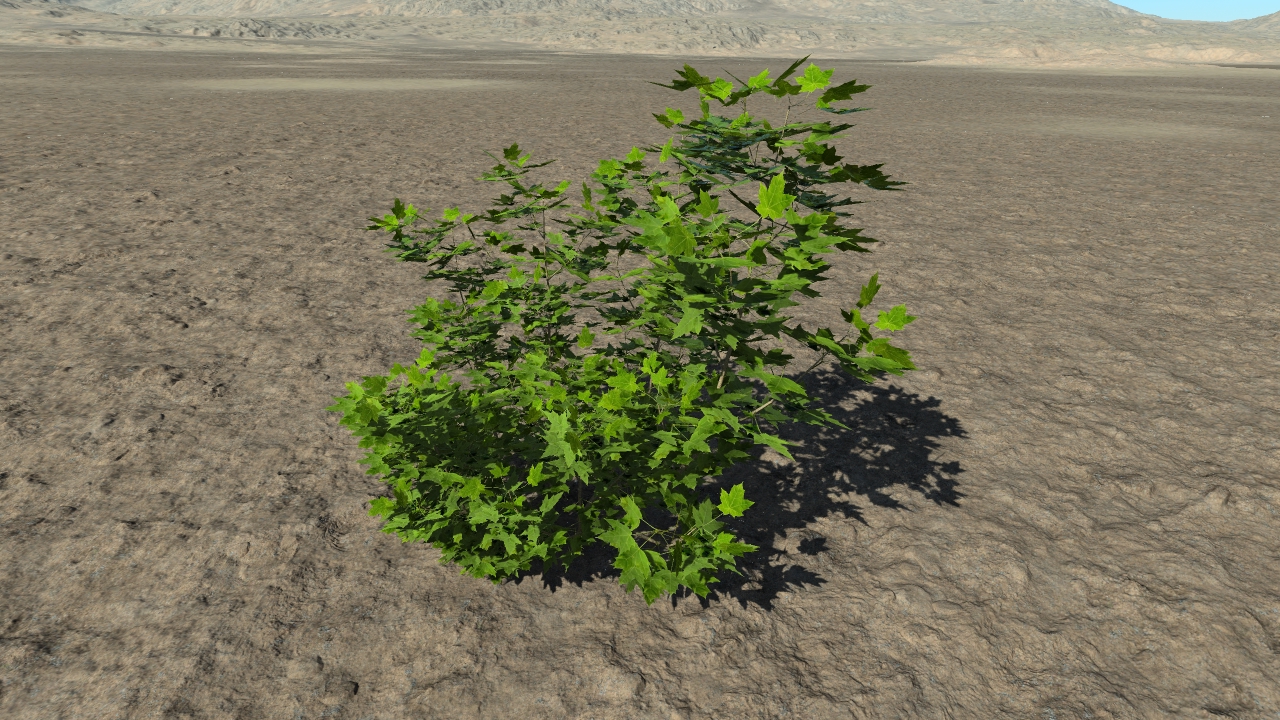 Summer maple bushes_1