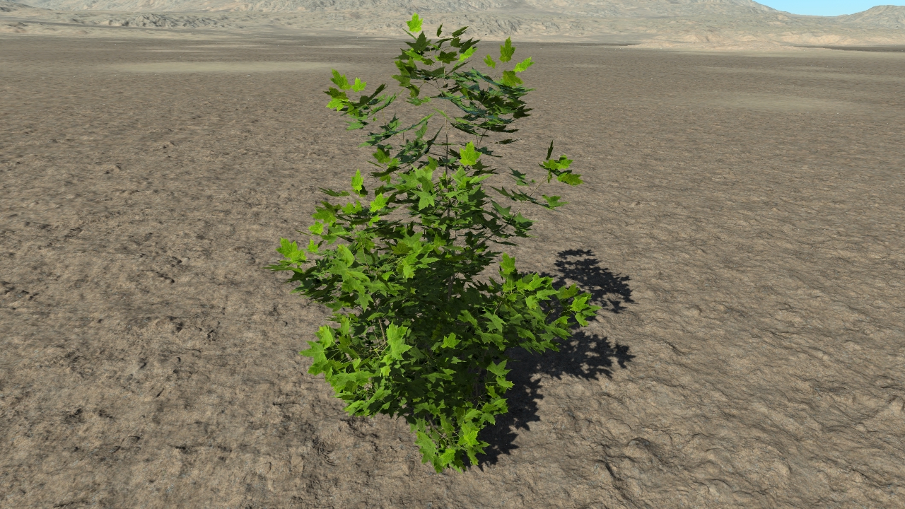 Summer maple bushes_3