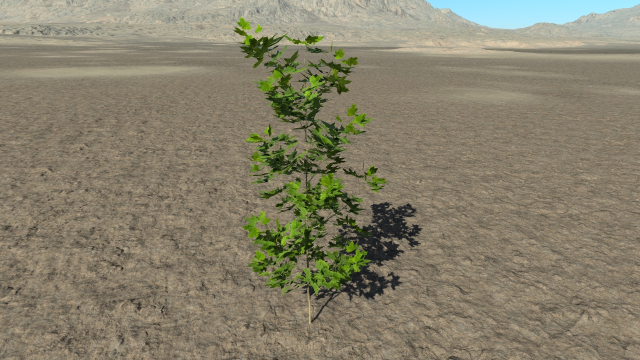 Summer maple bushes_5