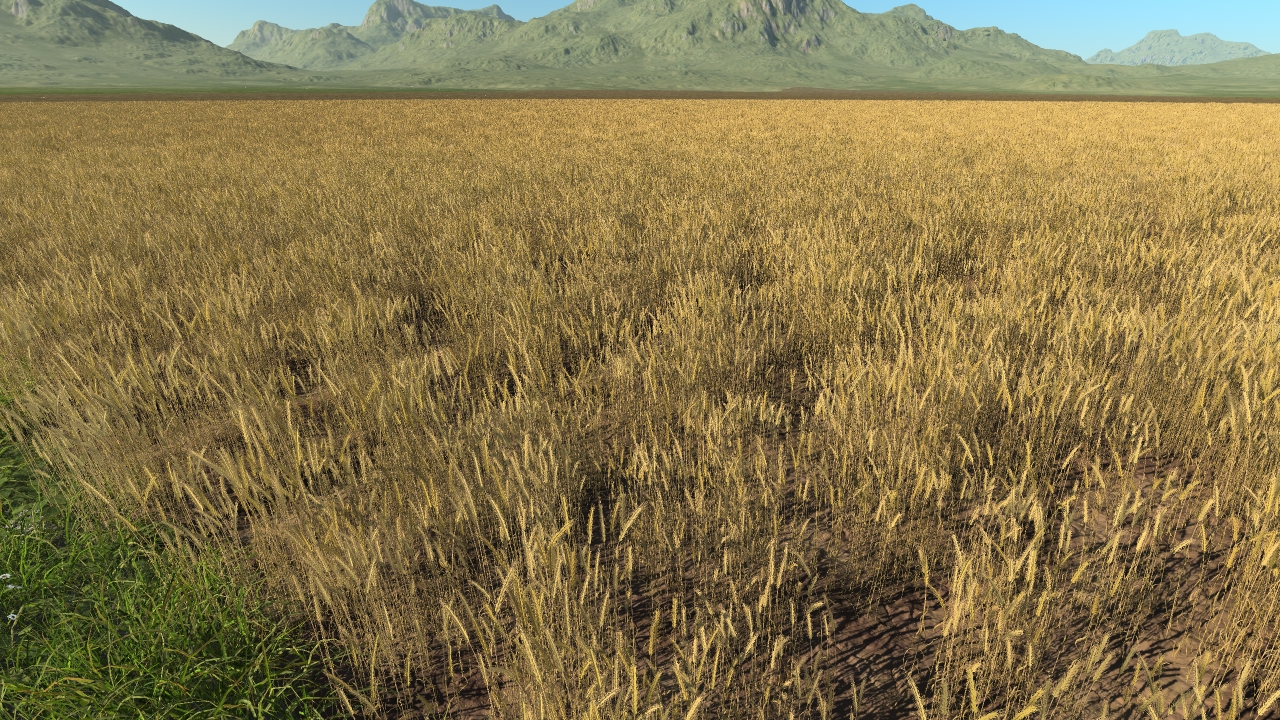 Wheat_0