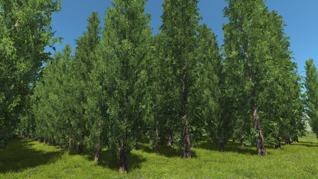 Poplar trees