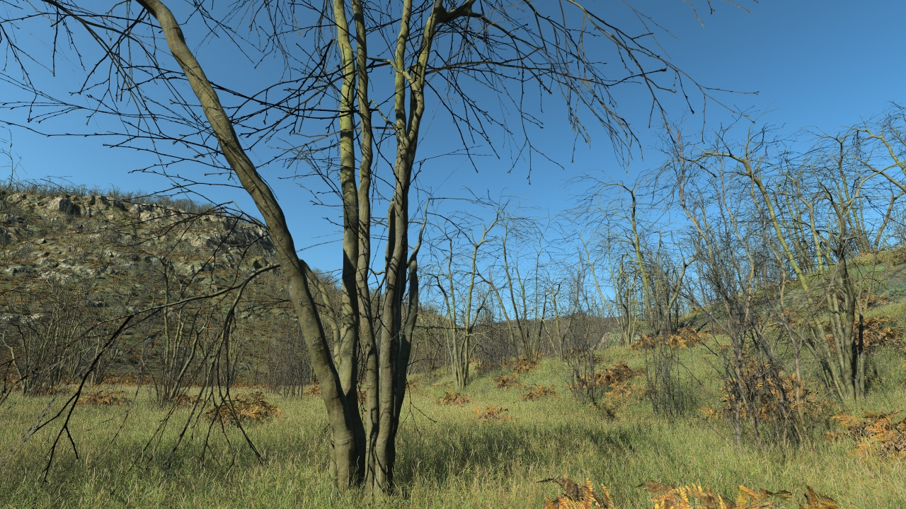 Wintertime hornbeam trees_1