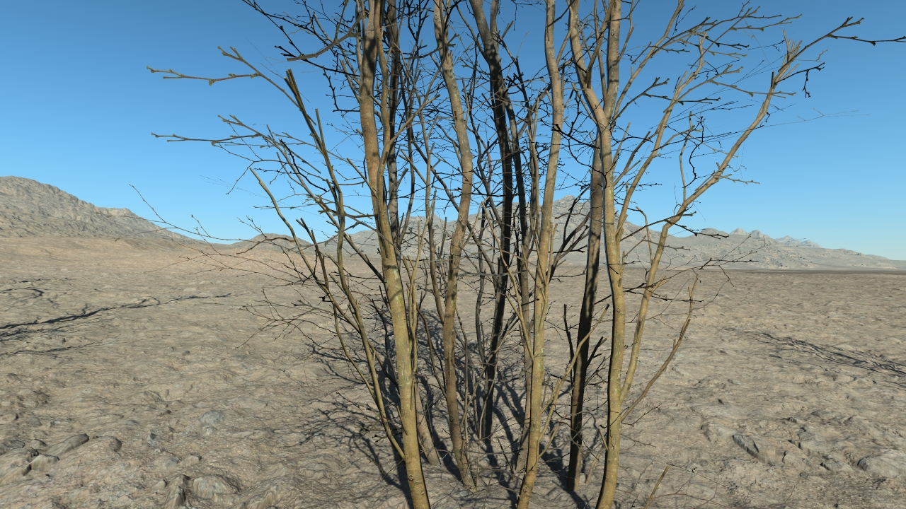 Wintertime hornbeam trees_3