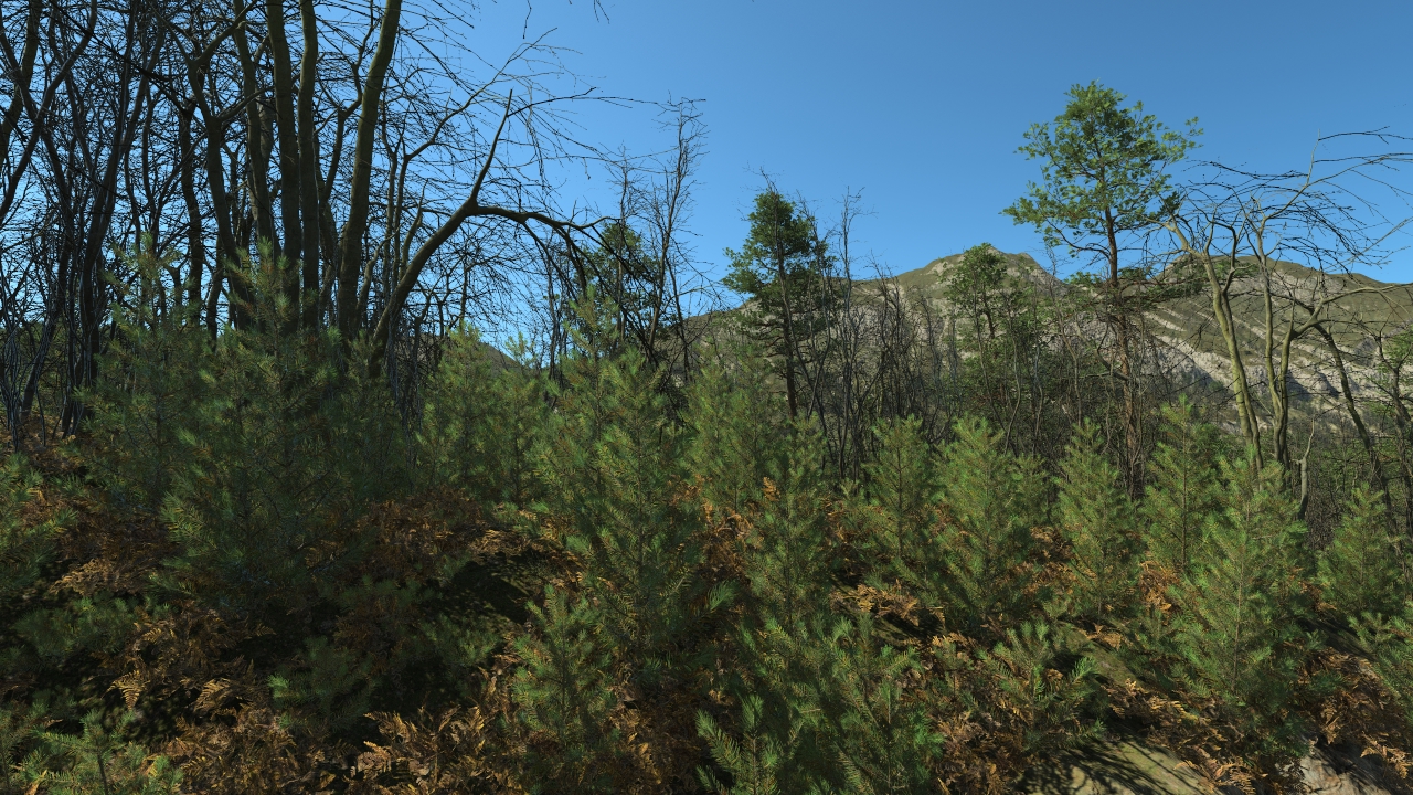 All seasons pine saplings_1