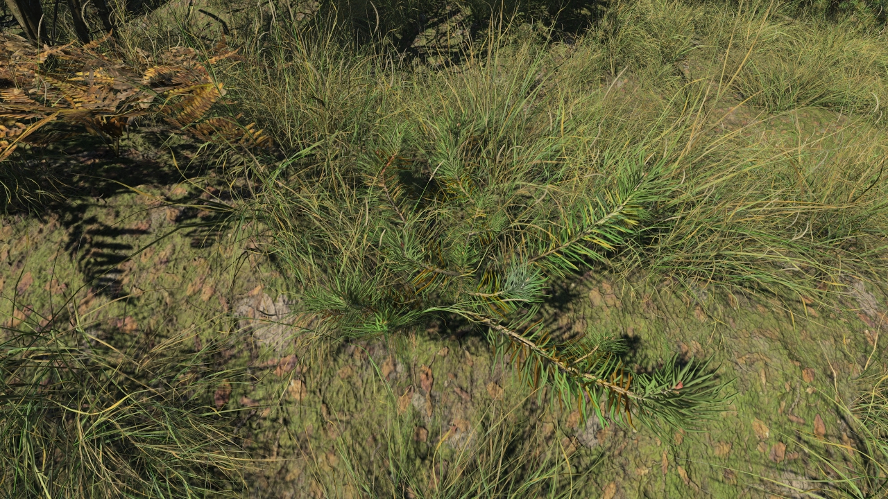 All seasons pine saplings_3