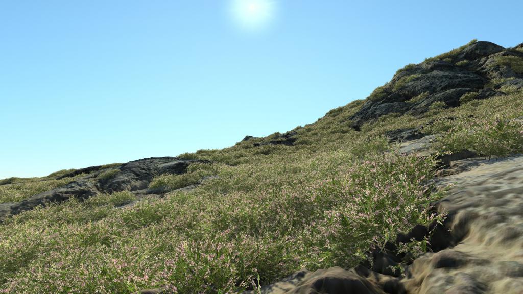 Calluna