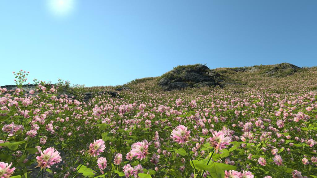 Summertime clover