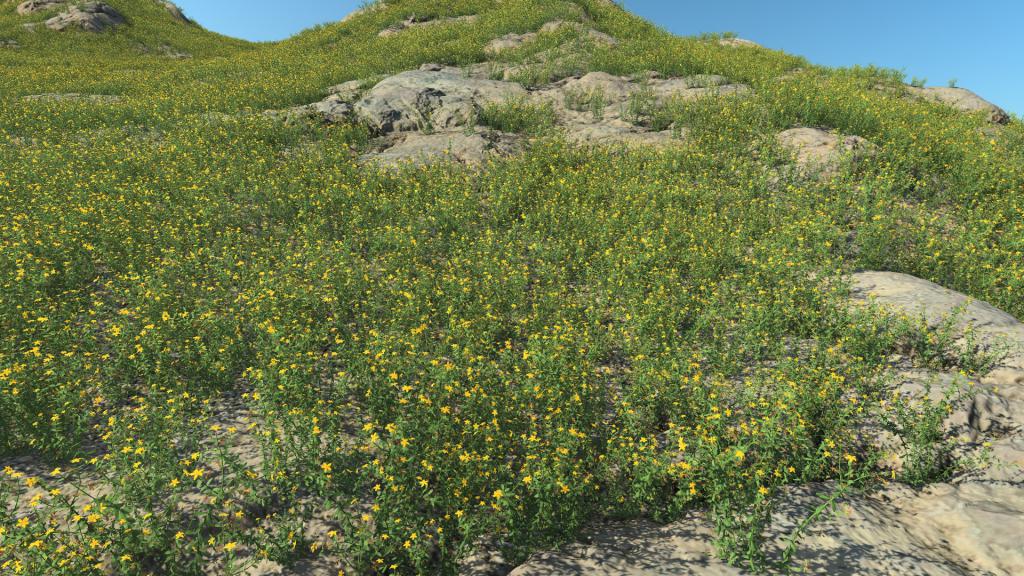 Summertime St John's Wort