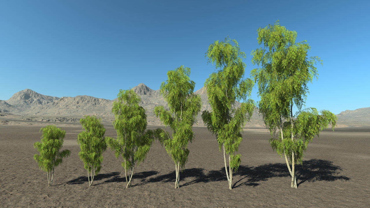 Summer birch trees_3