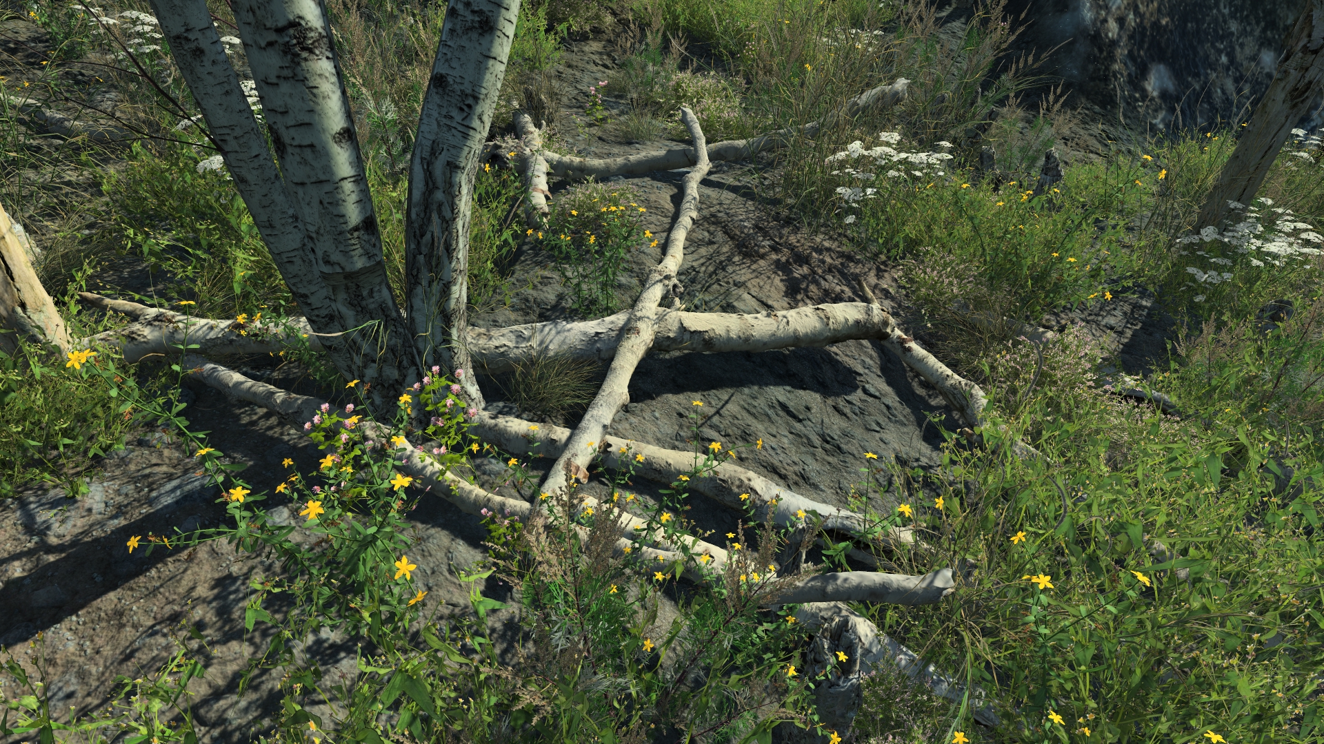 Dead birch parts_0