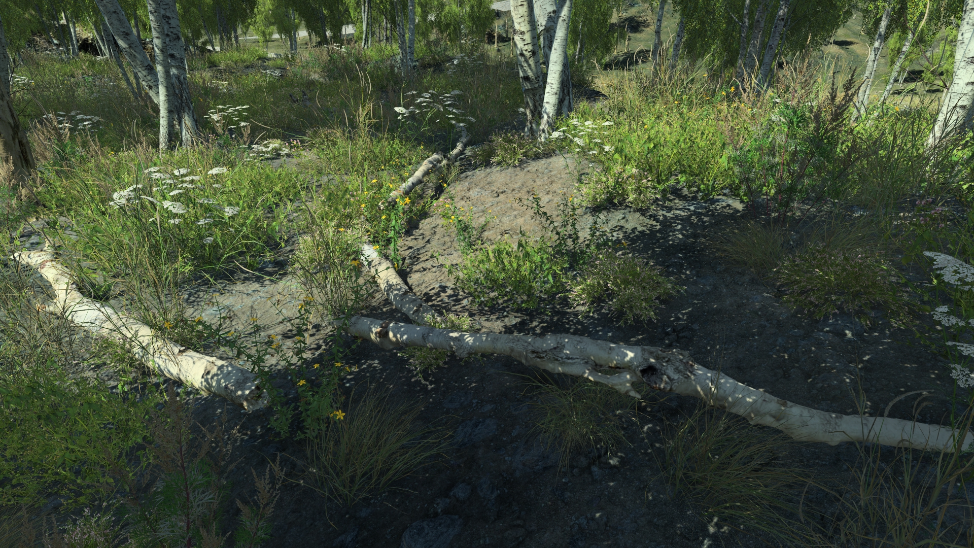 Dead birch parts_1