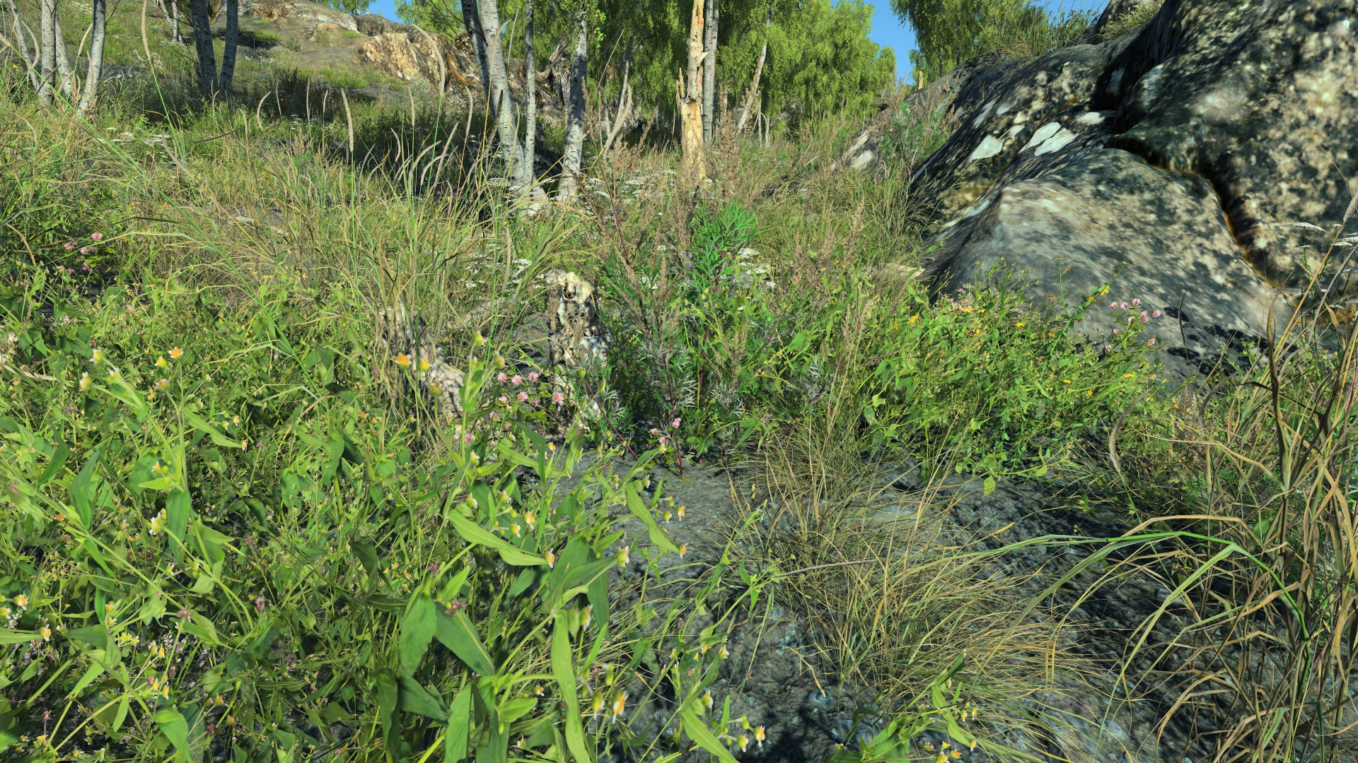 Dead birch parts_2