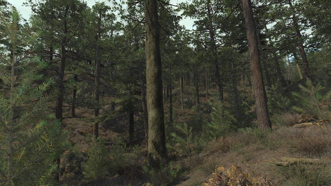 Pine Forest In Winter_0