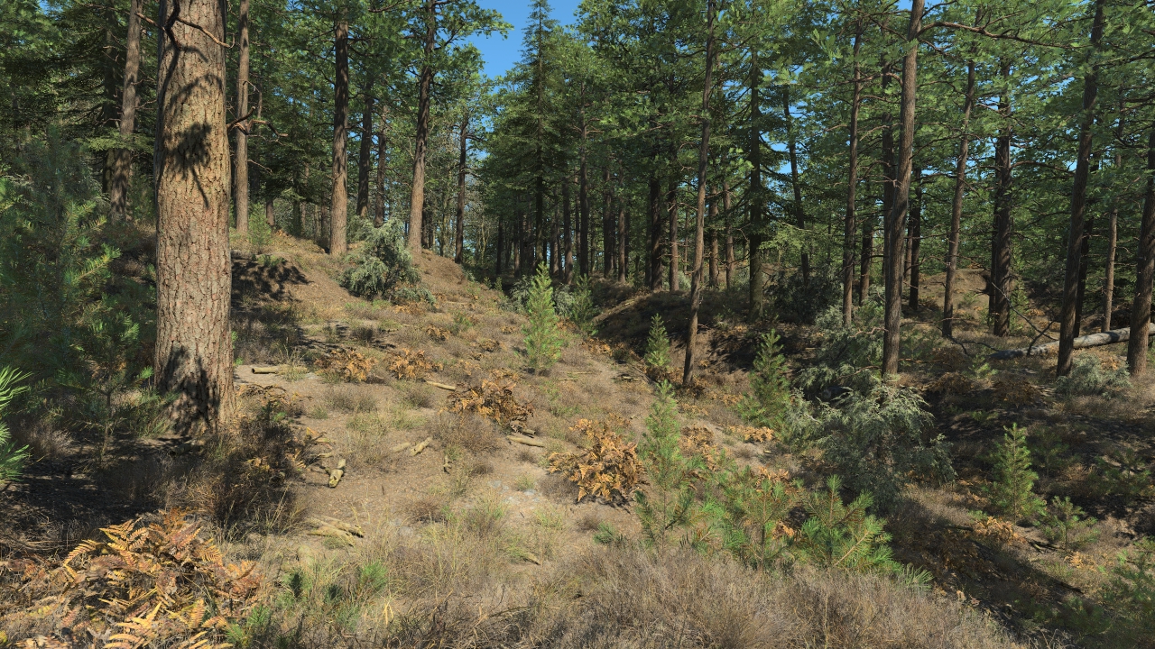 Pine Forest In Winter_1