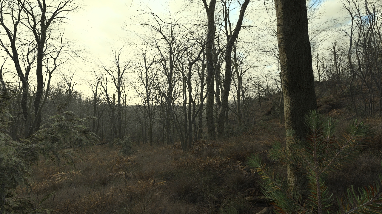 Oak Forest In Winter_0