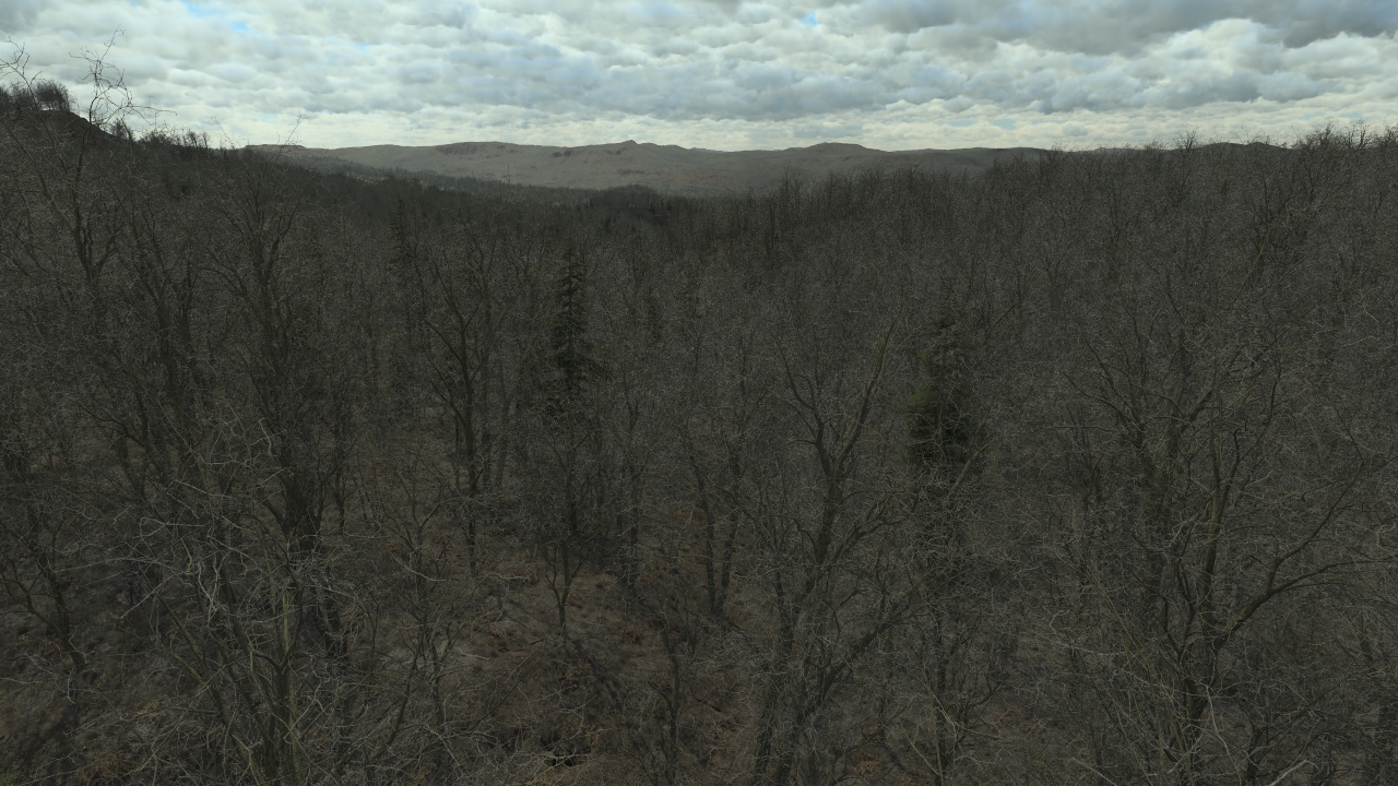 Oak Forest In Winter_1