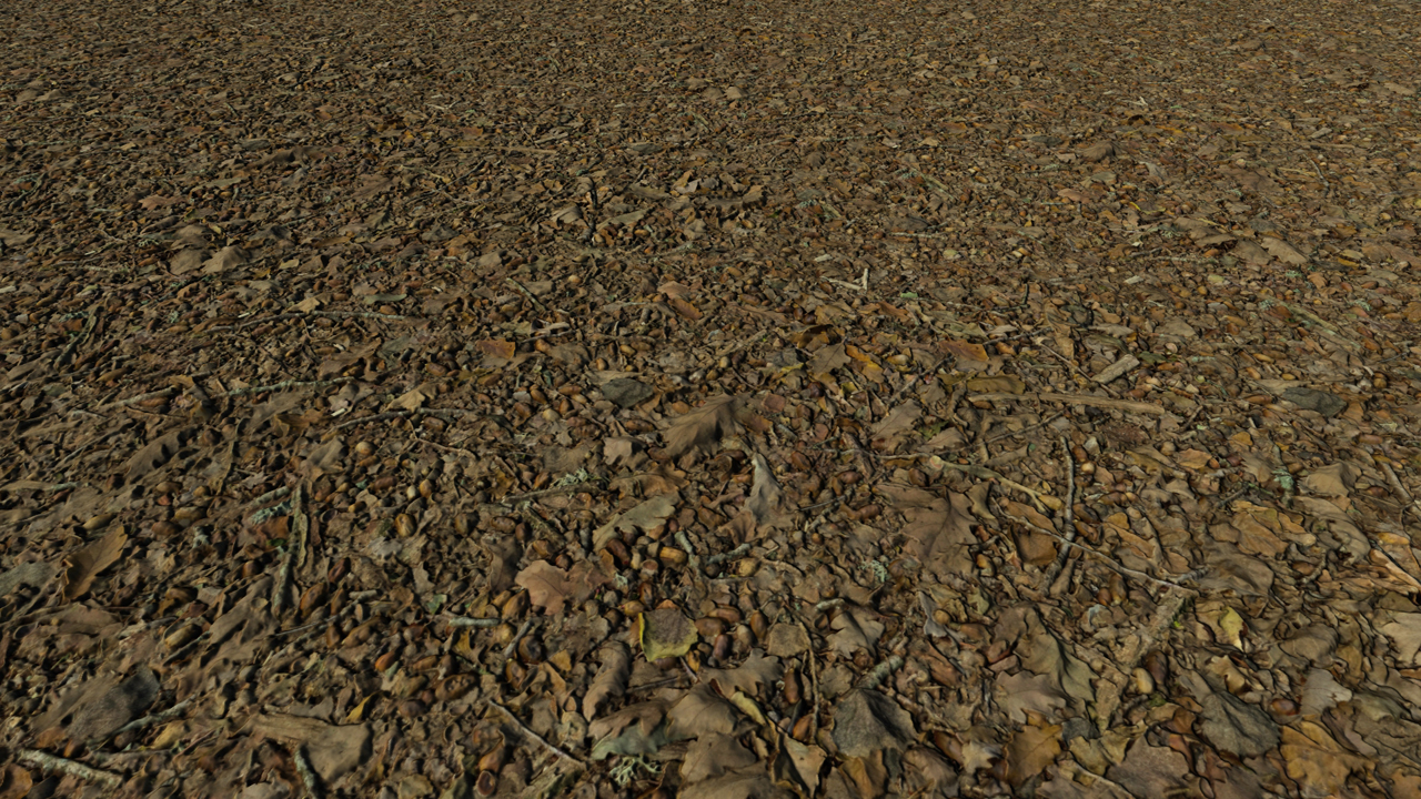 Forest Grounds With Dry Leaves_2