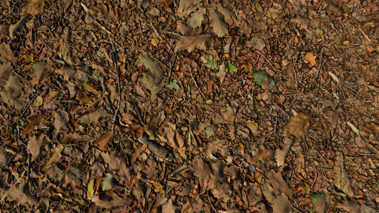 Forest Grounds With Dry Leaves_7