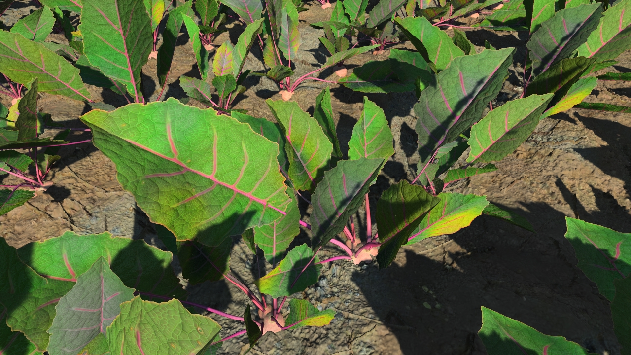 Grown beetroots_2