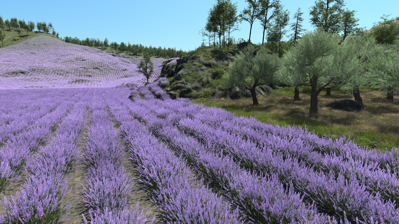 Summertime lavander_2