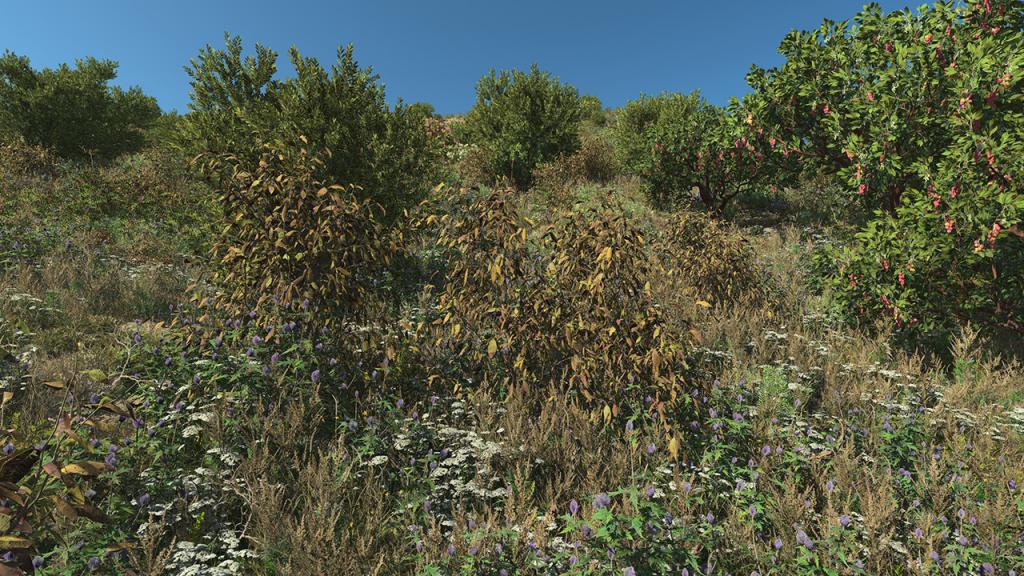 Bay Laurel Dry Bushes