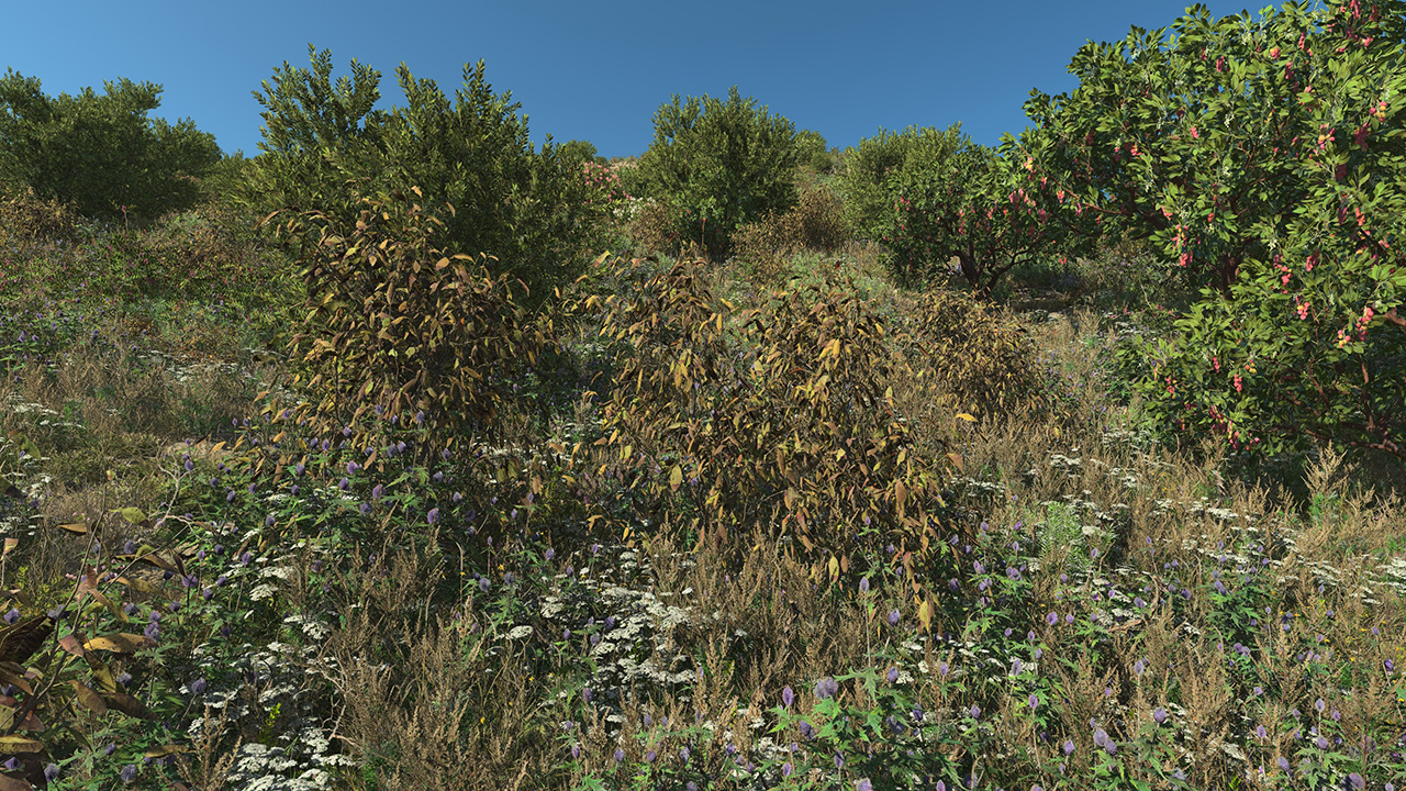 Bay Laurel Dry Bushes_0