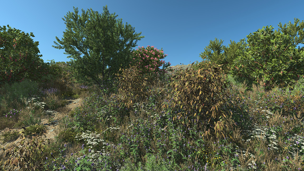 Bay Laurel Dry Bushes_2