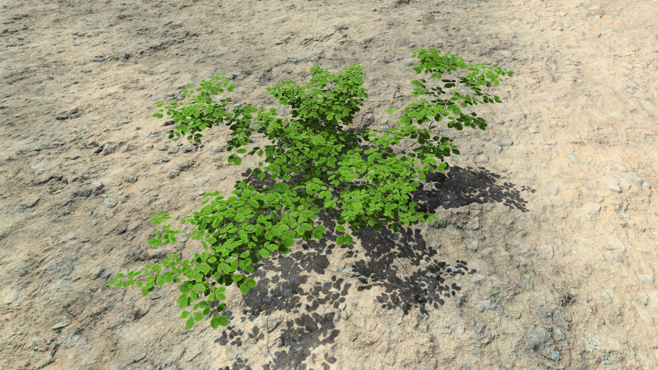 Summer beech bushes_0