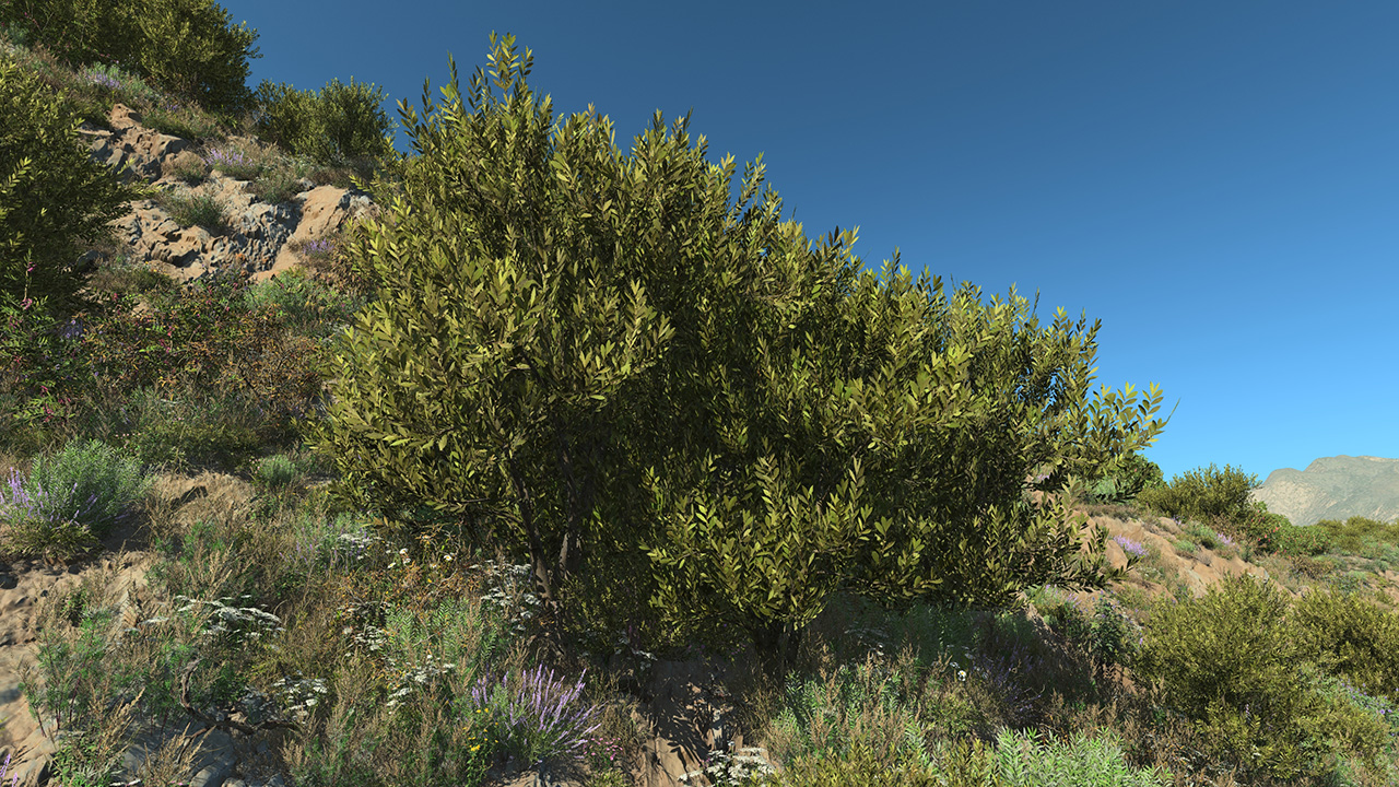 Laurel Wild Bushes_2