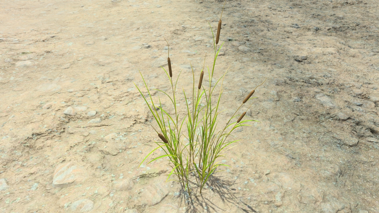 Cattails in summer_0