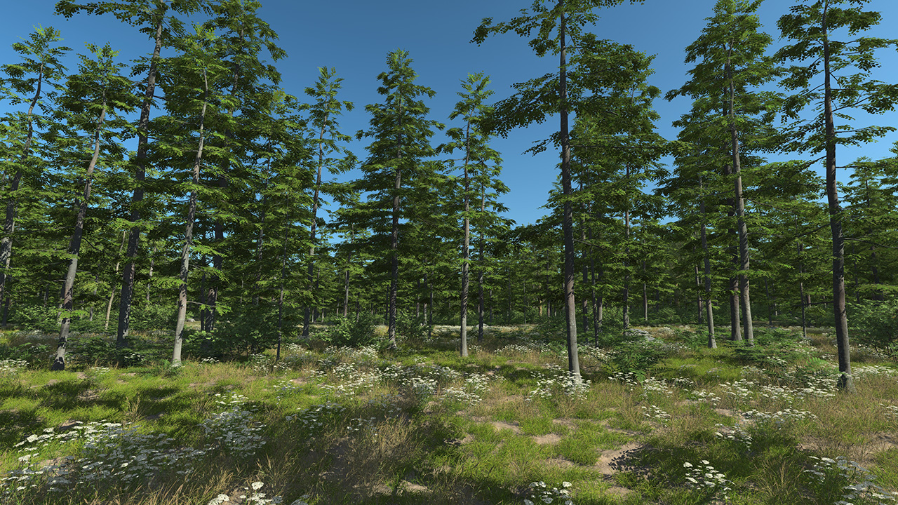 Forest Beech Trees_0