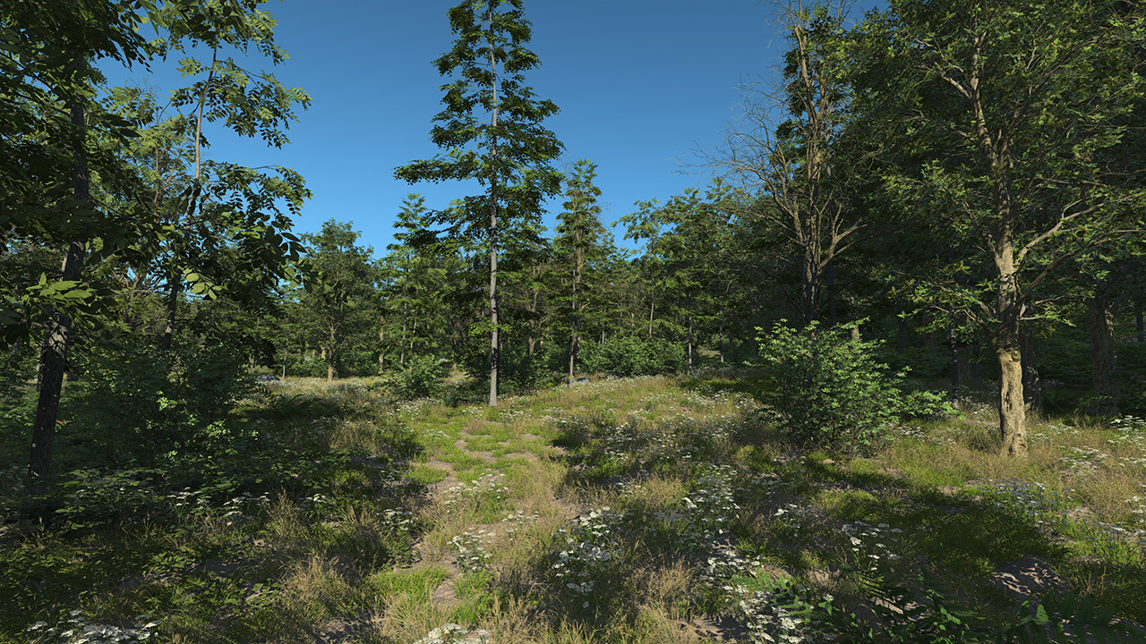 South Of France Broadleaf Forest_2