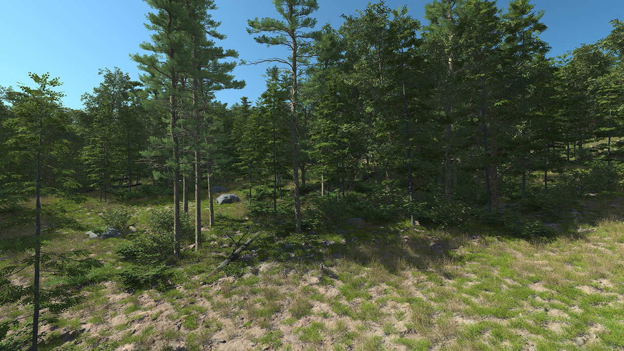 South Of France Mixed Forest_3