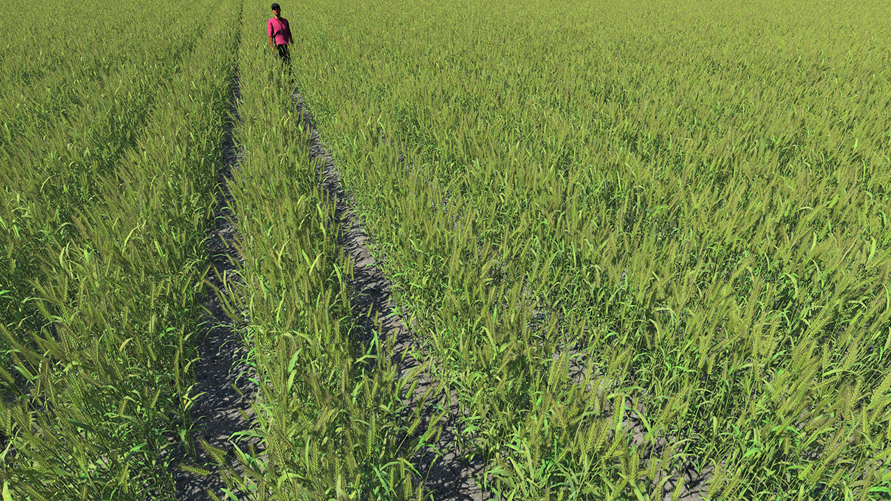 Mature Green Wheat Fields_0