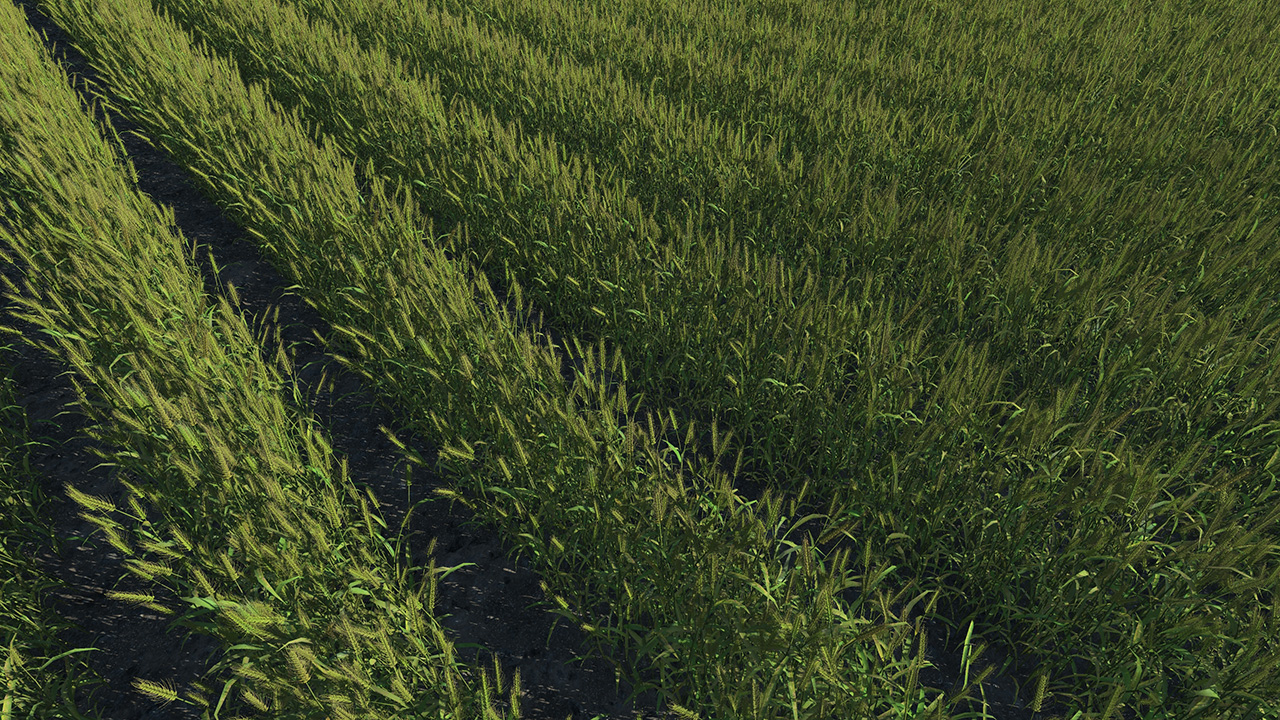 Mature Green Wheat Fields_1