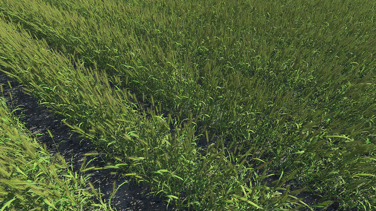Mature Green Wheat Fields_2