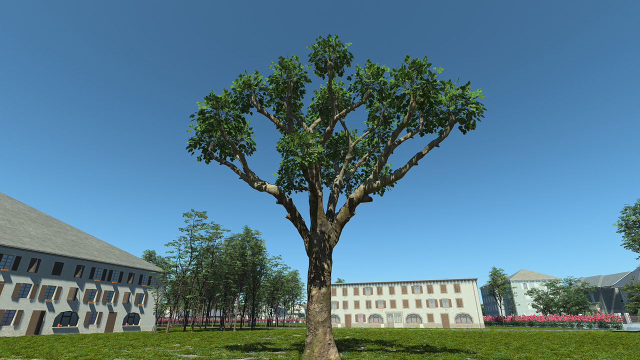 Platanus Pruned Trees_1