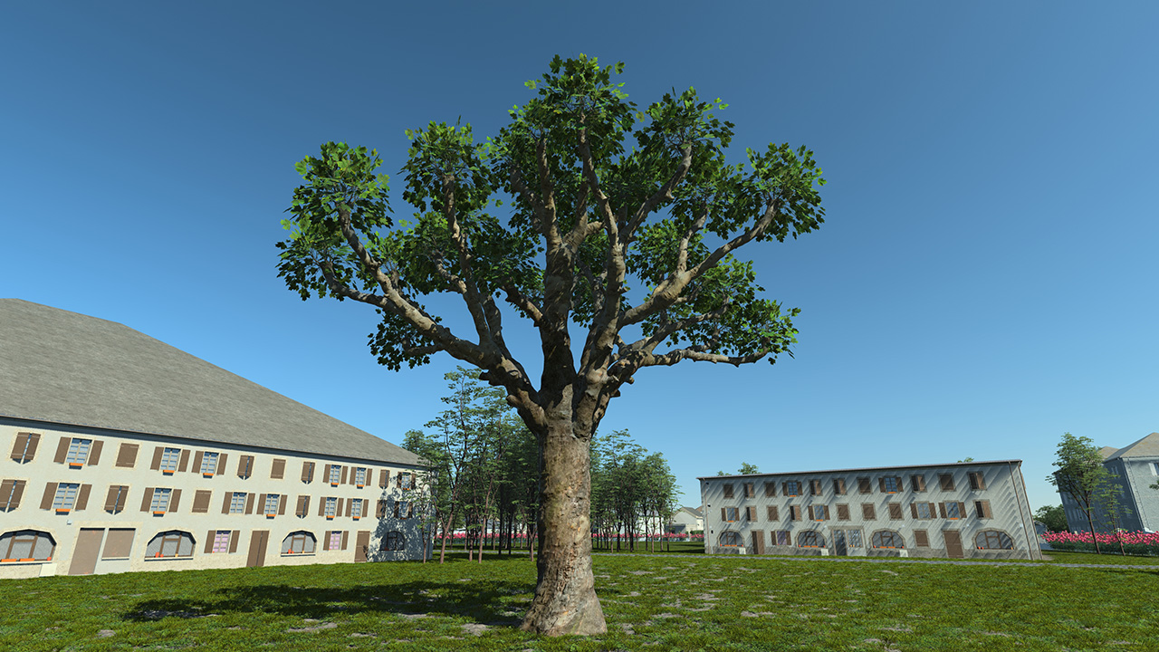 Platanus Pruned Trees_2