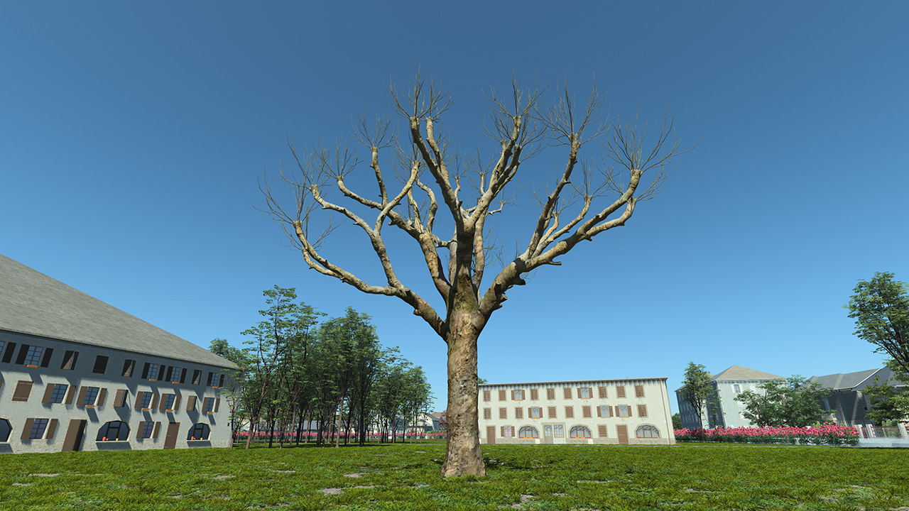 Platanus Pruned Trees_4