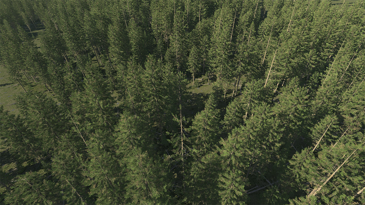 Douglas Fir Trees_3