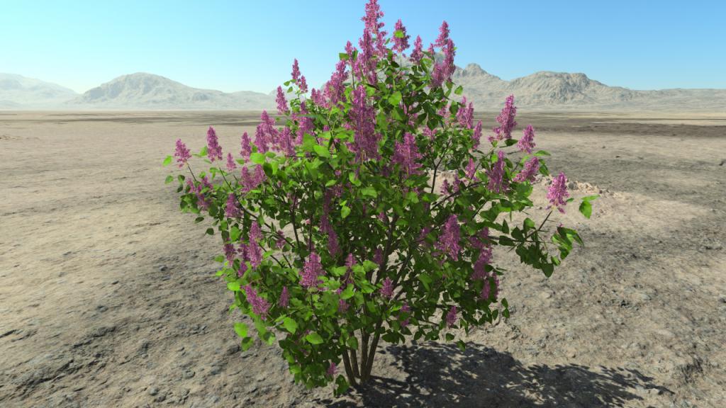 Purple spring lilacs