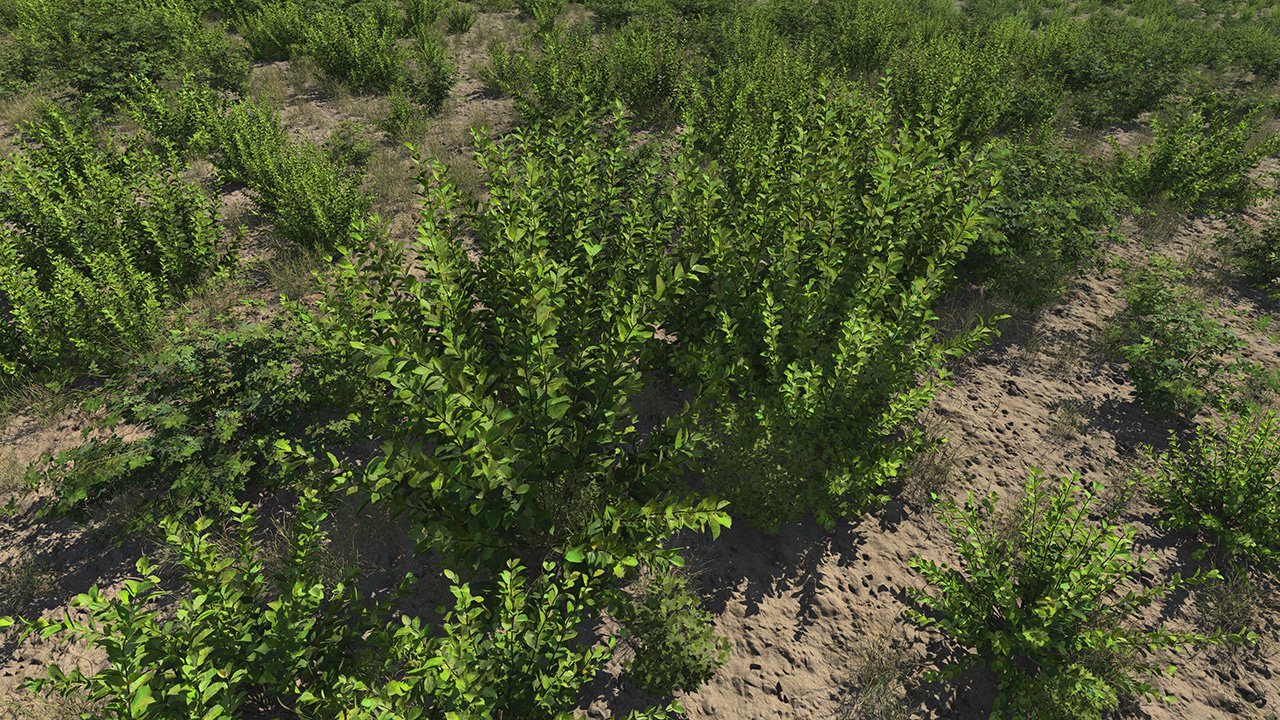 Crab Apple Roadside Bushes_0