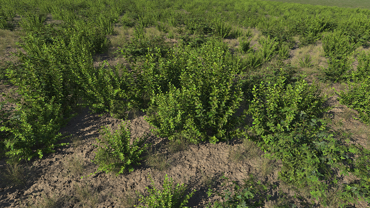 Crab Apple Roadside Bushes_4