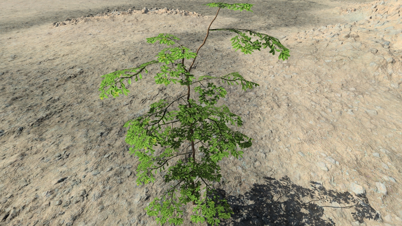 Summer oak saplings_3