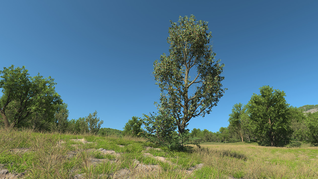 European wild apple_2